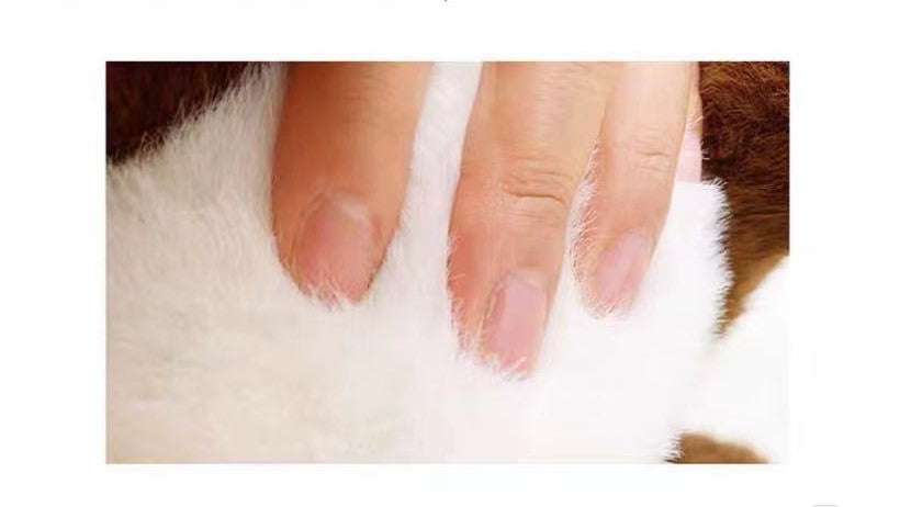 Panda Rojo Peluche, Peluche de Panda Rojo Disfrazado en 2 Tamaños